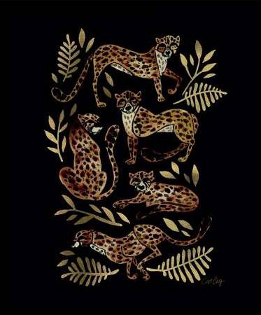 Cheetahs