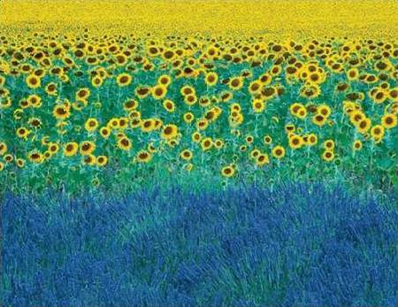 Sunflowers in Provence, France