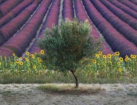 Olive Tree in Provence, France