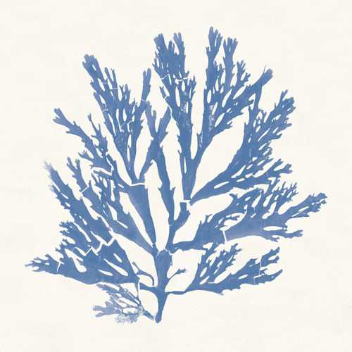 Pacific Sea Mosses 1
