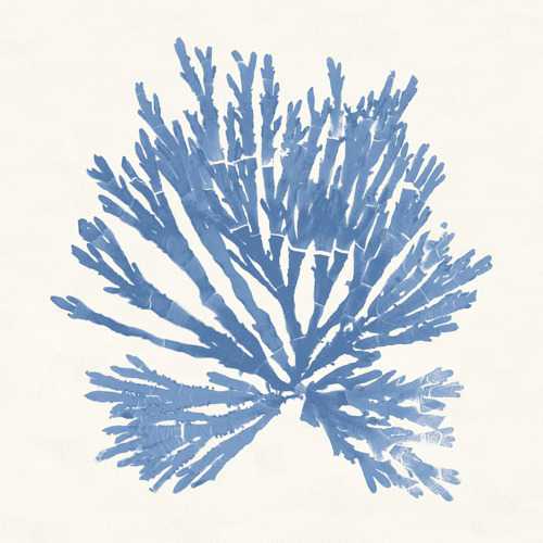 Pacific Sea Mosses 2