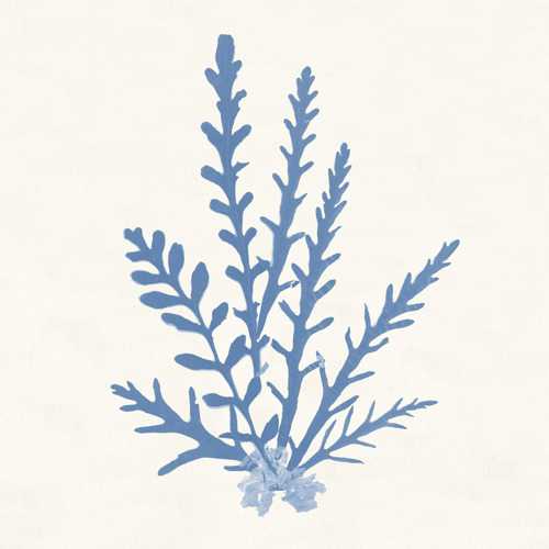 Pacific Sea Mosses 3
