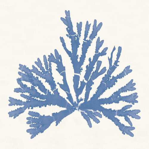 Pacific Sea Mosses 4