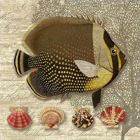 Angelfish Trio I