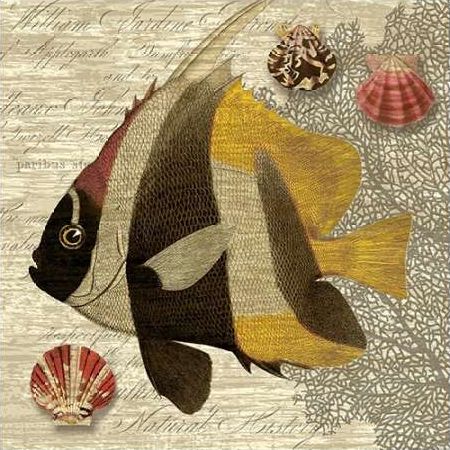 Angelfish Trio III