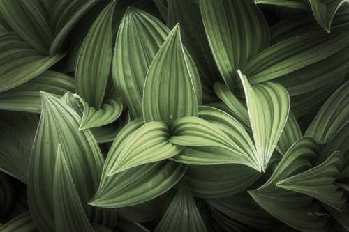 Corn Lily 1