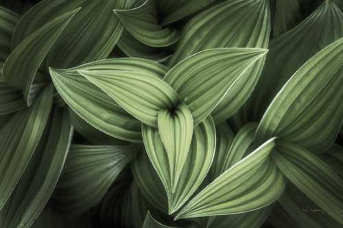 Corn Lily 2