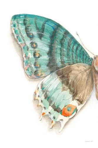 Fragile Wings 3