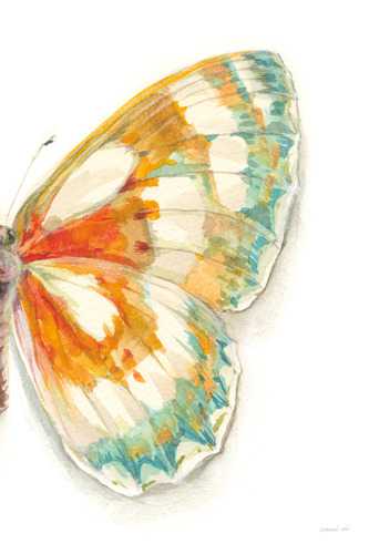 Fragile Wings 4