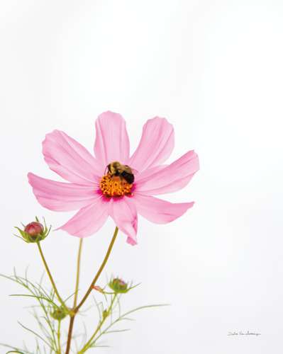 Pale Cosmos II