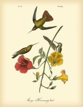 Mango Hummingbird