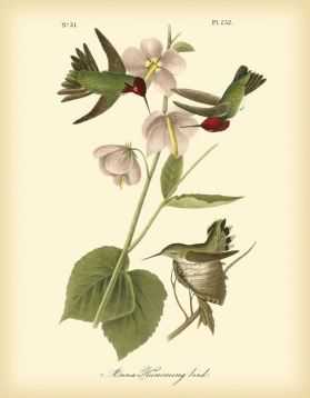 Anna Hummingbird