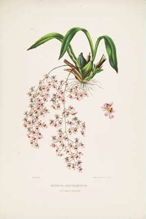 Orchid, Oncidium Bateman