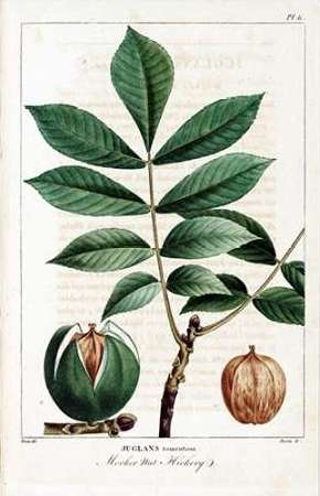Hickory Nut