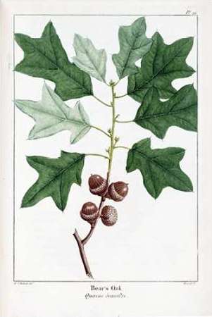 Bears Oak