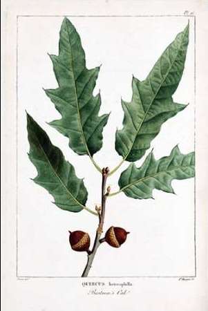 Bartrams Oak