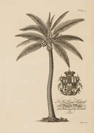 Coconut Palm