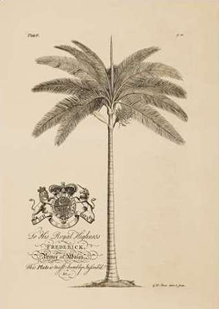 King Palm
