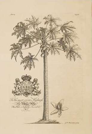 Papaya Tree