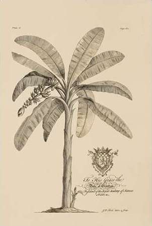Banana Tree
