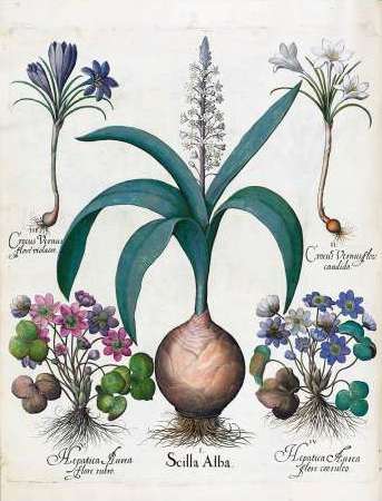 Crocus, Alba and Hepatica