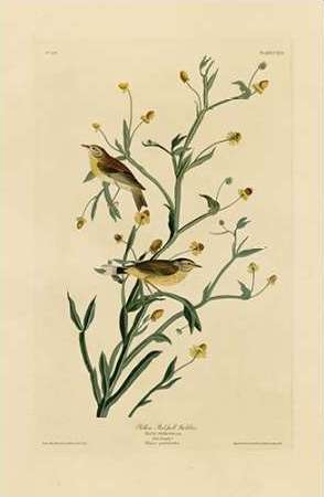 Yellow Red-Poll Warbler