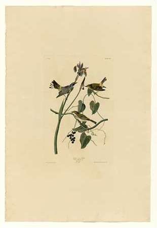 Yellow Cream Warbler