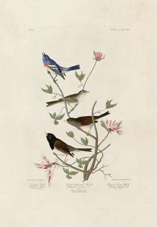 Finches