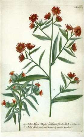 Aster, Plate 189
