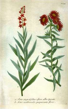 Aster, Plate 195