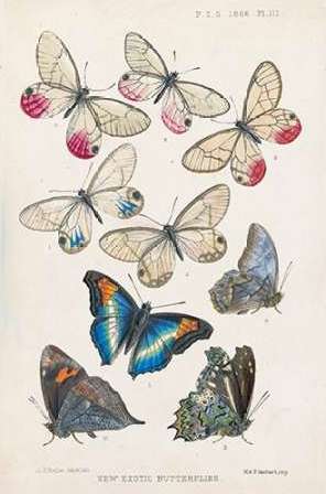 Exotic Butterflies