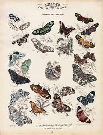 Foreign Butterflies