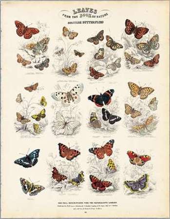 British Butterflies