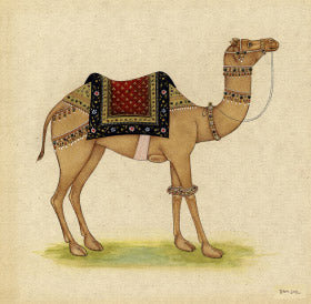 Camel from India 1