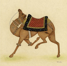 Camel from India 2