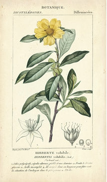 Botanique Study in Yellow 1