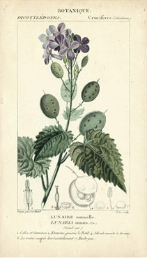 Botanique Study in Lavender 3