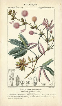 Botanique Study in Pink 4