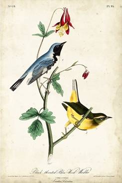 Black-throated Blue Wood Warbler