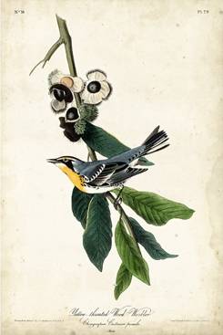 Yellow-throated Wood Warbler