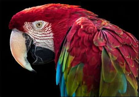 Ara Parrot