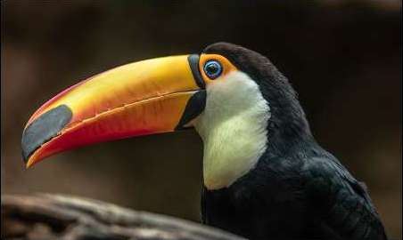 The Toucan