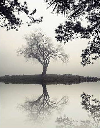 Winter Willow