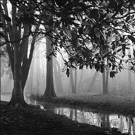 Woodland No. 1