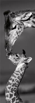 Masai mara Giraffes