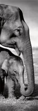 Indian Elephants
