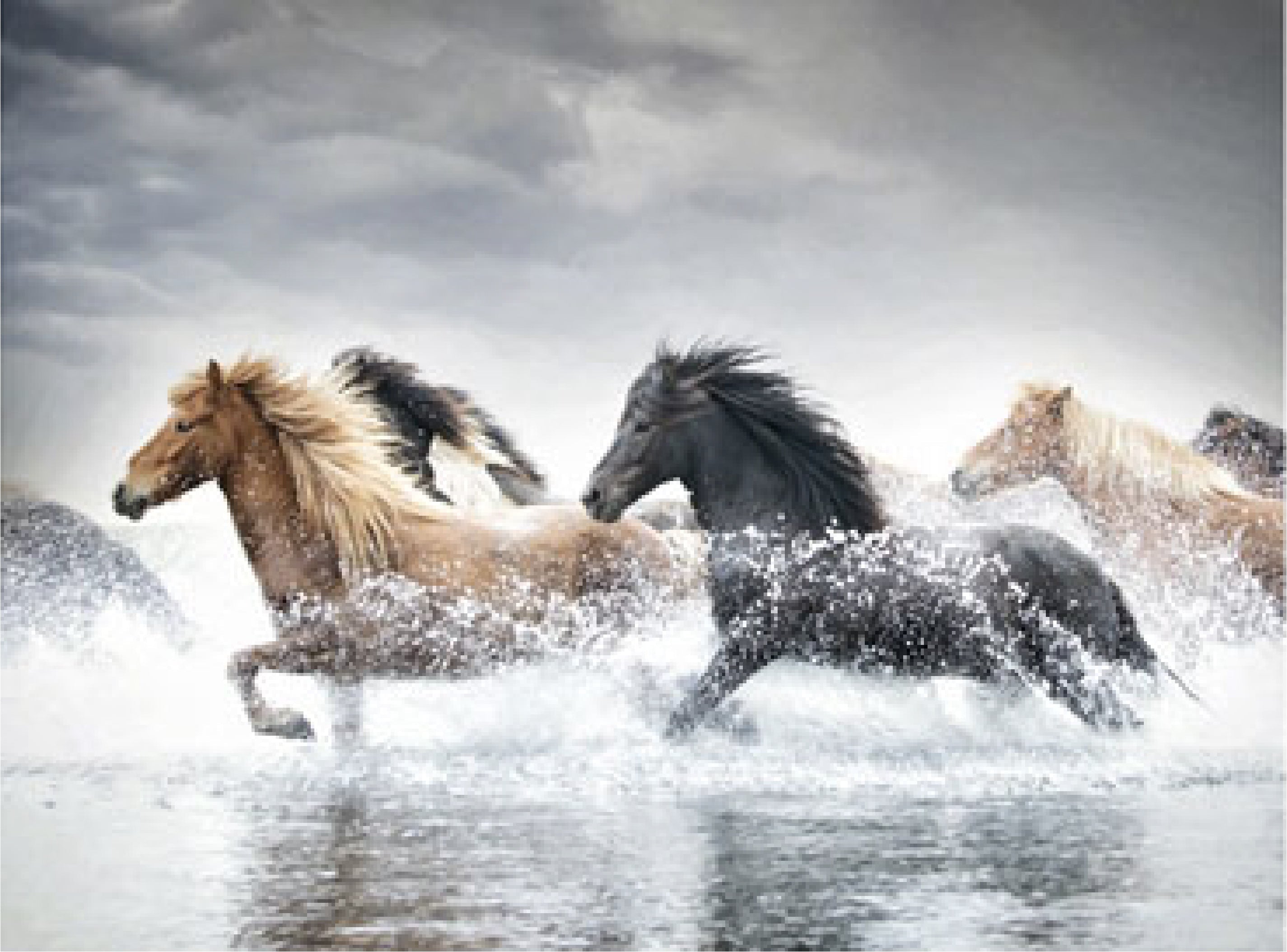 Horse Run 4