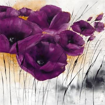 Pavot violet 4