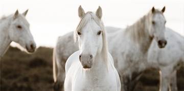 Horse Meeting