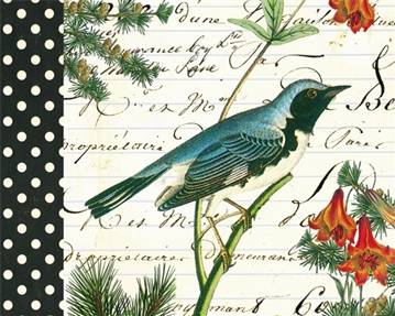 Paruline bleue